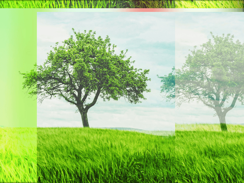 The Fig Tree - A Reading Presentation